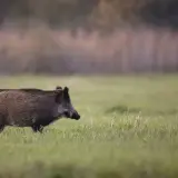 Jak szybko biega dzik i co to oznacza dla jego przetrwania?