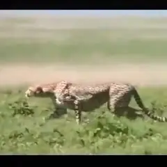 Z jaką prędkością biega gepard? Odkryj jego niesamowite możliwości