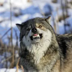 Jak szybko biega wilk? Zaskakujące fakty o ich prędkości