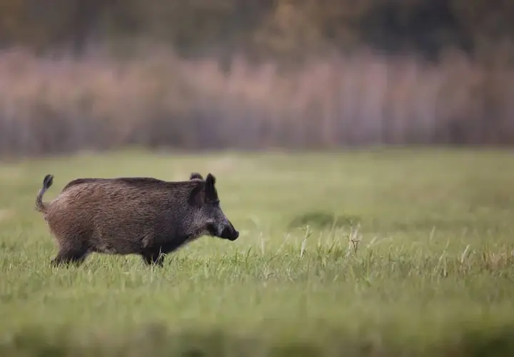 Jak szybko biega dzik i co to oznacza dla jego przetrwania?