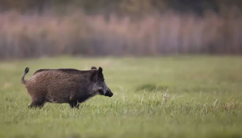Jak szybko biega dzik i co to oznacza dla jego przetrwania?