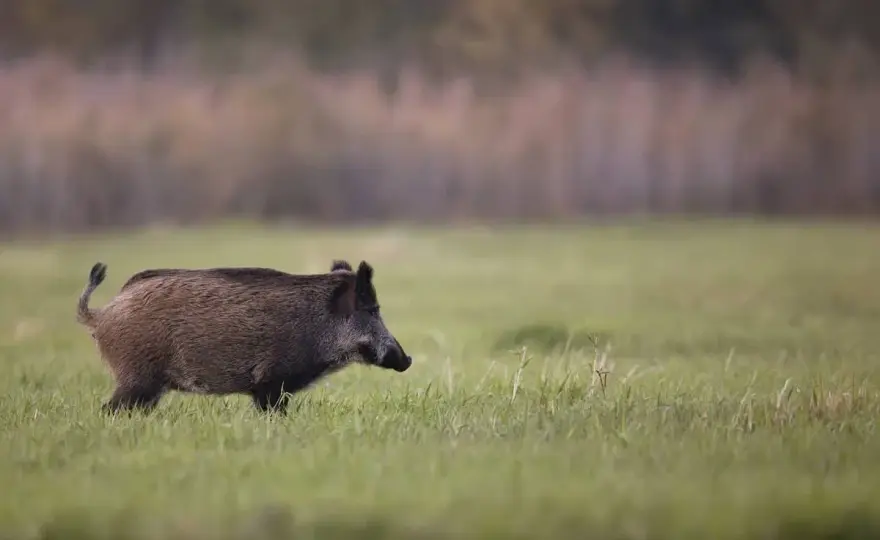 Jak szybko biega dzik i co to oznacza dla jego przetrwania?