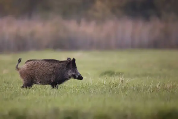 Jak szybko biega dzik i co to oznacza dla jego przetrwania?